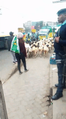 Goat herd walks through busy Nairobi street