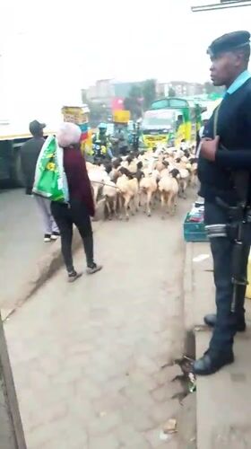 Goat herd walks through busy Nairobi street