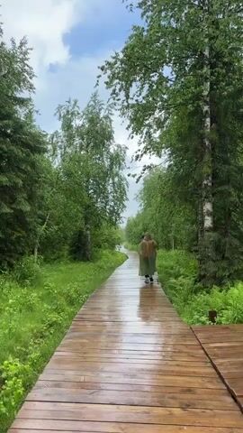 A person walks down a wooden boardwalk through a forest. The boardwalk is wet, indicating it has recently rained. The person is wearing a hooded poncho and is walking away from the camera. The forest is lush and green, with tall trees and undergrowth. The sky is cloudy.