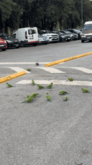 Monk Parakeets Feed on Buenos Aires Crosswalk