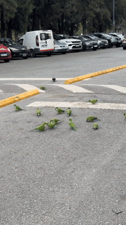 Monk Parakeets Feed on Buenos Aires Crosswalk