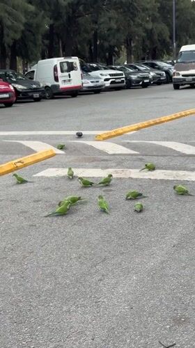 Monk Parakeets Feed on Buenos Aires Crosswalk