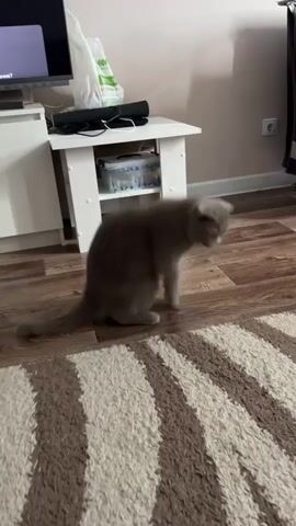 A grey cat stands on a wooden floor with a brown and white striped rug in the foreground. The cat is facing down, sniffing the floor. In the background, there is a white table with items on it, including a television and a shopping bag. The room appears to be a living room.