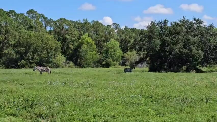 This media file captures a serene outdoor scene featuring two zebras in a grassy field. The landscape is dotted with trees, forming a natural backdrop against a bright blue sky filled with scattered white clouds. The zebras appear to be grazing or resting in the field, undisturbed in their natural habitat. One zebra is closer to the left side of the frame, while the other is positioned further back towards the center, partially obscured by a large, leafy tree.

The time of day appears to be midday, given the bright sunlight casting shadows and illuminating the scene. The weather seems pleasant, with clear skies and a gentle atmosphere. The lush green grass and the verdant trees suggest a temperate climate and a thriving ecosystem. There are no visible people or man-made objects in the immediate vicinity, emphasizing the natural and somewhat wild setting. A small white bird is visible in the lower right corner of the frame, adding another element of wildlife to the scene.

The overall impression is one of peace and tranquility, a snapshot of wildlife coexisting in a natural environment. The presence of the zebras in what appears to be a spacious enclosure suggests this could be a wildlife park, sanctuary, or a zoo with a large, open-air habitat. The image evokes a sense of calm and appreciation for nature. No text is visible in the media file.
