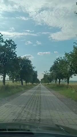 The video shows a view from inside a vehicle driving down a paved road lined with trees on both sides. The road appears to be constructed of interlocking concrete blocks with visible tire tracks. Green grass and fields are visible beyond the trees. The sky is blue with scattered white clouds. The camera is positioned in front of the windshield, looking forward. No people are visible. The timestamp indicates the video is from March 2024.