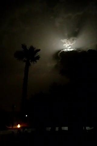 A nighttime video shows a tall palm tree silhouetted against a cloudy sky. The moon is partially visible through the clouds, casting a dim light. The lower portion of the video is dark, showing the faint outlines of trees and what appears to be a small light source in the distance. The camera is still.