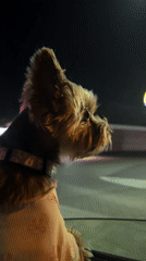 Yorkshire Terrier at a Warsaw McDonald's drive-thru, June night