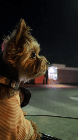 Yorkshire Terrier at a Warsaw McDonald's drive-thru, June night
