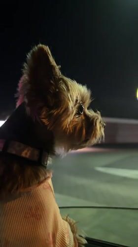 Yorkshire Terrier at a Warsaw McDonald's drive-thru, June night