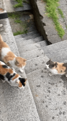 Three cats gathered on concrete stairs in Asenovgrad
