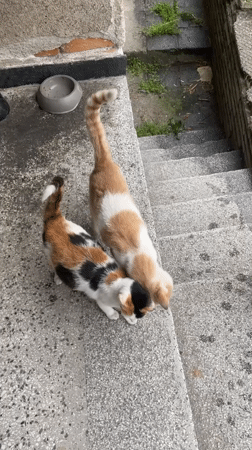 Three cats gathered on concrete stairs in Asenovgrad