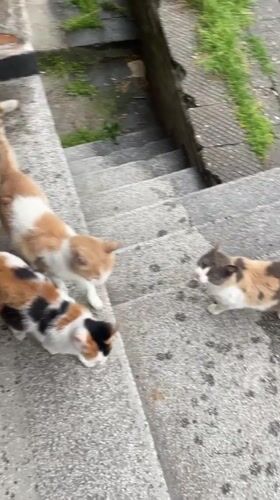 Three cats gathered on concrete stairs in Asenovgrad