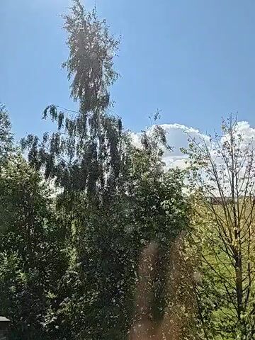 A tall, slender birch tree with drooping branches stands prominently against a bright blue sky dotted with white clouds. The tree's leaves are dark green and appear to be in full bloom. To the right of the birch, another tree with a sparser canopy of lighter green leaves is visible. The background suggests a rural landscape with hints of fields and possibly buildings. The overall lighting indicates it is daytime, likely sunny. The video appears to be a static shot of the trees and sky.