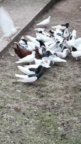 The video shows a flock of pigeons on the ground. The pigeons are various colors, including white, black, and brown. They are gathered around in a loose group, pecking at something on the ground. The ground appears to be dirt and gravel, with some patches of grass. There is a concrete edge on the left side of the frame. The lighting is overcast.