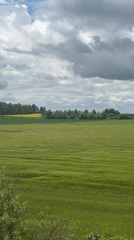 Green crop field ripples in wind under cloudy sky