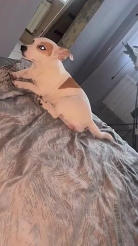 A small white and brown dog is lying on a bed. The dog is facing the camera and looking to the left. The bed has a patterned gray comforter. In the background, there is a window and a radiator.
