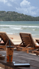 Morning memories: beach scenes and cat interactions documented