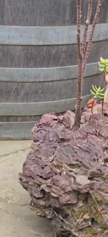 A low-angle close-up shot focuses on the base of a plant with several thin, reddish-brown stems emerging from a bed of dark purple rocks. The plant's stems are segmented and have small, light green leaves clustered at the top. Behind the plant is a large, weathered wooden barrel with metal bands. To the right of the plant, a small portion of a terracotta pot with a textured rim is visible, containing another succulent plant with light green leaves. Small orange objects, possibly berries or decorative stones, are partially visible amongst the rocks at the base of the main plant. The overall lighting is dim, suggesting an overcast or shaded environment.