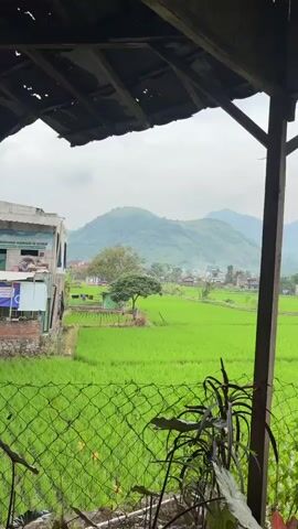 This video captures a view of lush green rice paddies from a covered, rustic wooden structure. In the foreground, a section of a chain-link fence is visible with some plants growing in front of it. Beyond the fence, the vibrant green rice fields stretch out, dotted with scattered trees and small buildings. In the distance, rolling hills and mountains form the backdrop under a cloudy sky. The overall scene depicts a rural landscape, possibly in Southeast Asia, characterized by agriculture and natural scenery.