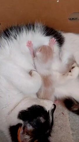 This is a close-up, top-down video of a newborn kitten nestled against its mother cat. The kitten is tiny, with a light tan and white coat, and its pink paws are splayed upwards. Its eyes are closed, and its body appears undeveloped. The mother cat is black and white, with soft, fluffy fur. She is lying down, curled protectively around her kitten. The background is a cardboard box lined with a soft, grey fabric. The lighting is dim, suggesting an indoor environment. The video focuses entirely on the mother and kitten, capturing a tender moment of maternal care.