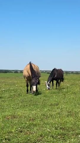 Two horses are grazing in a grassy field under a clear blue sky. The horse on the left is tan with a darker mane and is wearing a black fly mask. The horse on the right is dark brown with a white blaze on its face and is also wearing a white fly mask. The field is green with scattered yellow wildflowers. In the background, there is a distant treeline and a faint line of what appears to be buildings or structures. The sun is shining brightly, casting shadows.