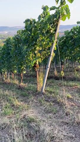 This is a static, medium shot of a vineyard on a gentle slope under a clear, pale blue sky. The sun is casting a warm light on the scene, likely late afternoon or early morning. In the foreground, dry grass and straw cover the ground between rows of grapevines. The grapevines, with their lush green leaves, are supported by sturdy wooden posts. Some bunches of grapes are visible amongst the leaves. The rows of grapevines recede into the background, following the contour of the hillside. Beyond the vineyard, a rolling landscape unfolds, with trees and some distant buildings suggesting a rural setting. The video appears to be a single, continuous shot without any discernible action or people.