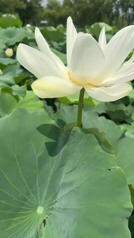 A close-up shot focuses on a white lotus flower in full bloom, its petals unfurling gracefully. The flower is surrounded by lush, green lily pads, some of which cast shadows on the water. The background is softly blurred, suggesting a pond or lake setting with trees and more greenery visible in the distance. The lighting is bright, indicating a sunny day. The camera slightly pans and zooms on the flower, highlighting its intricate structure and delicate beauty. The video is very short, lasting only a few seconds, with no discernible sound.