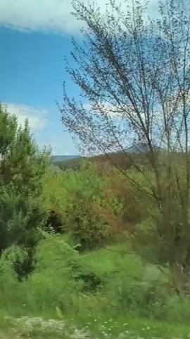 The video shows a view from inside a moving vehicle, likely a bus or car, looking out at a rural landscape. The sky is a bright blue with scattered white clouds. The foreground is filled with lush green grass and foliage, with some taller bushes and trees. In the mid-ground, there appears to be an orchard or a field of trees planted in rows. Further in the background, rolling hills covered in trees can be seen, with mountains forming the horizon. The lighting suggests it is daytime, possibly late morning or early afternoon. There are no people visible in the frame.