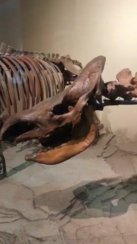 The video shows a close-up view of a dinosaur skeleton exhibit in a museum. The camera pans across different parts of the skeleton, including the skull, ribs, and legs. The bones are mounted on a metal frame and displayed against a beige wall. The floor is covered with a rocky material, and glass cases are visible in some shots. There are no people or animals visible in the video, only the fossilized remains of the dinosaur. The lighting is somewhat dim, creating a dramatic effect.