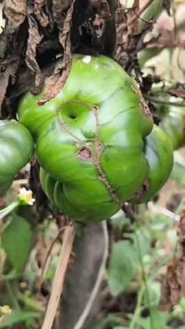 A close-up shot focuses on a cluster of green, unripe tomatoes hanging from a vine. The largest tomato in the center is misshapen and exhibits several blemishes, including a noticeable hole and brown, dry patches with visible cracks. The surrounding foliage is dry and brown, with hints of green leaves and small white flowers in the background, suggesting an outdoor environment. The focus is sharp on the tomatoes, with the background slightly blurred.
