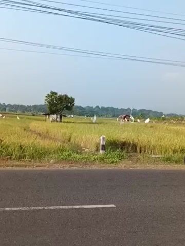A static, eye-level shot captures a rural landscape. In the foreground, a dark asphalt road with a white stripe runs horizontally across the frame. Beyond the road, a grassy median strip separates it from a golden field of rice stalks. A small, white-and-gray marker post stands in the median. In the middle ground, within the rice field, a rustic wooden shack with a thatched roof sits beneath a leafy green tree. Scattered throughout the field are several white, cone-shaped objects, possibly scarecrows or covers, and a few indistinct structures, including what appears to be a brown, dome-shaped object. The background is dominated by a pale blue sky with thin, dark power lines stretching across it. In the distance, a hazy line of trees and rolling hills forms the horizon. The scene suggests a dry, agricultural environment under a clear sky.
