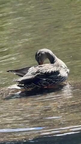 A duck is grooming itself in a body of water. The duck is mostly brown and gray with some iridescent blue on its wings. It is facing to the right and tucking its head under its wing to preen its feathers. The water is calm and appears to be somewhat murky. The sun is shining, creating ripples on the surface of the water.