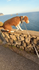 Dog walks on stone wall near Montenegro coast
