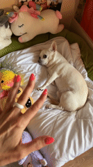 Domestic life scenes captured in Birobidzhan show pets and daily moments