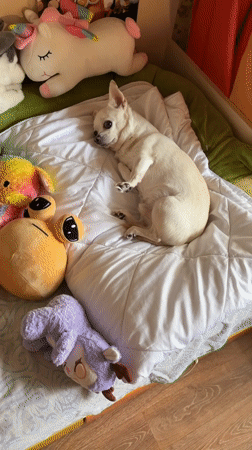 Domestic life scenes captured in Birobidzhan show pets and daily moments