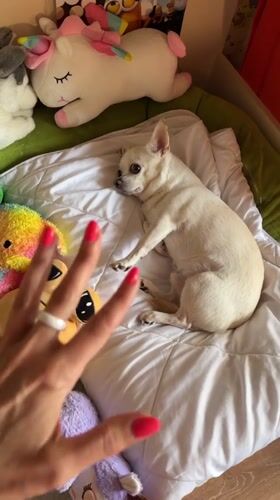 Domestic life scenes captured in Birobidzhan show pets and daily moments