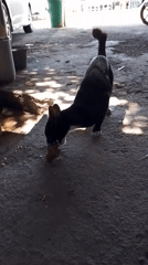 Cats, fish, and a clinic: a quiet morning in Aceh
