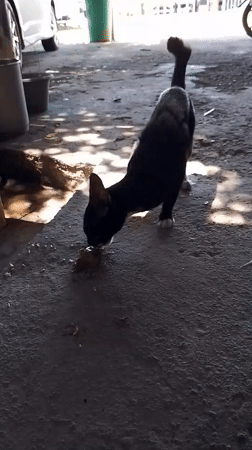 Cats, fish, and a clinic: a quiet morning in Aceh