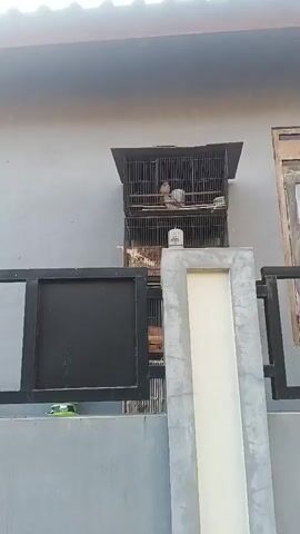 Two birds are visible inside a two-tiered birdcage mounted on a grey wall, possibly for display or shelter. The cage is positioned in an opening on the wall. Below the cage, a black metal gate or fence is partially visible, along with a grey concrete pillar. The environment appears to be outdoors, with natural light casting shadows. The scene is static and focuses on the birds and their enclosure.