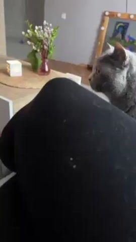 A video shows a gray and tan cat indoors. The cat walks across a white sofa. The camera is partially obscured by black leggings and moves slightly. Behind the cat are objects including a brown table, a small vase with flowers, a mirror, a potted green plant, a gray chair, and a pink storage cube. The cat then looks directly at the camera.