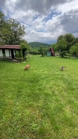 The video shows a grassy yard with two dogs playing in it. In the background, there are two small outbuildings and wooded hills. The dog on the left is tan, and the dog on the right is mostly black with brown and white markings. The dogs run toward each other and jump around, playing. The camera follows one dog as it moves toward the viewer, and then the camera pans down to focus on the grass.