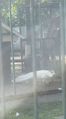 Zoo visitor documents animals at Ufa facility during morning visit