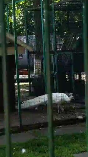 Zoo visitor documents animals at Ufa facility during morning visit