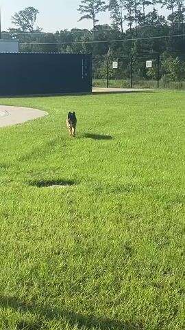 A German Shepherd dog runs across a grassy field towards the camera. The dog is in the center of the frame and is carrying a tennis ball in its mouth. The field is green and appears to be well-maintained. In the background, there is a dark blue building and some trees. The sun is shining, casting shadows on the grass.