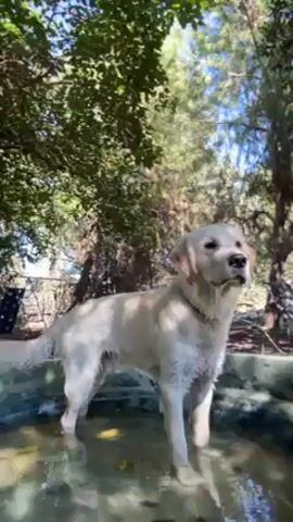 A medium shot shows a wet golden retriever standing in a small, possibly man-made pond, surrounded by trees. The dog turns away from the camera, drinks from the water, and then turns back towards the camera. The environment appears to be outdoors on a sunny day, with trees providing partial shade. The dog is wearing a collar and is licking its lips.