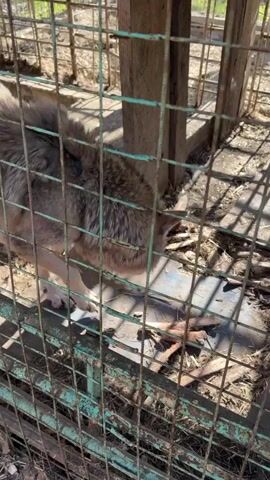 The video shows a wolf standing inside a cage. The wolf is light brown and gray, and its fur looks thick. The cage is made of green metal bars, and the ground inside is a mixture of bare metal, dirt, and straw. There's a wooden post inside the cage as well. The area around the cage appears to be outdoors. The camera is handheld and provides a close-up view of the animal in confinement.