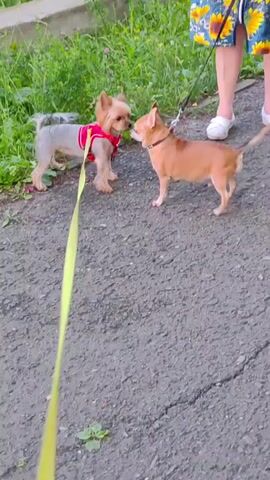 A small, tan chihuahua and a yorkshire terrier are on leashes. The chihuahua is to the right, and the yorkshire terrier is to the left. They are sniffing each other's noses. A person's legs are visible at the top of the frame, wearing a blue skirt with a sunflower pattern and white sandals. The dogs are on a paved surface, with grass and foliage in the background.