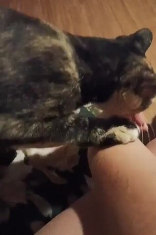 A tortoiseshell cat is shown in close-up, licking and nipping at a person's hand. The cat has black, brown, and tan fur. The person's hand is visible, with a portion of their arm and leg also in the frame. The background appears to be a wooden floor and a fabric-covered surface, possibly furniture. The lighting is dim, suggesting an indoor environment. The cat's tongue and teeth are visible as it interacts with the hand.