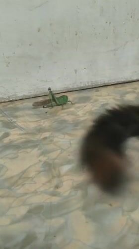 Kitten vs. grasshopper standoff on a patterned floor in Kazakhstan