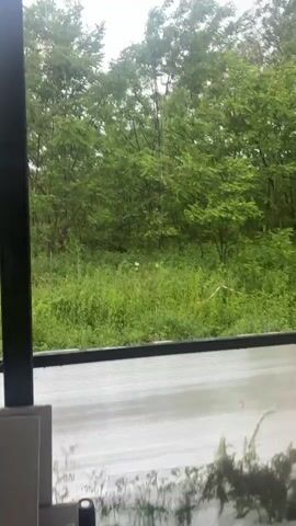 The video displays a lush green natural landscape observed from behind a window or enclosed structure during a rain shower. In the foreground, dense green grass and undergrowth fill the bottom half of the frame. Beyond this, a thick line of deciduous trees with vibrant green leaves stretches across the horizon, appearing hazy in the distance. Heavy rainfall is clearly visible, with numerous individual raindrops falling vertically throughout the scene. The surface immediately below the viewpoint, possibly a window ledge or patio, is wet and reflects the light. The sky is overcast, indicating a rainy daytime setting. The camera pans slightly to the left and right, offering different perspectives of the rain-soaked foliage.